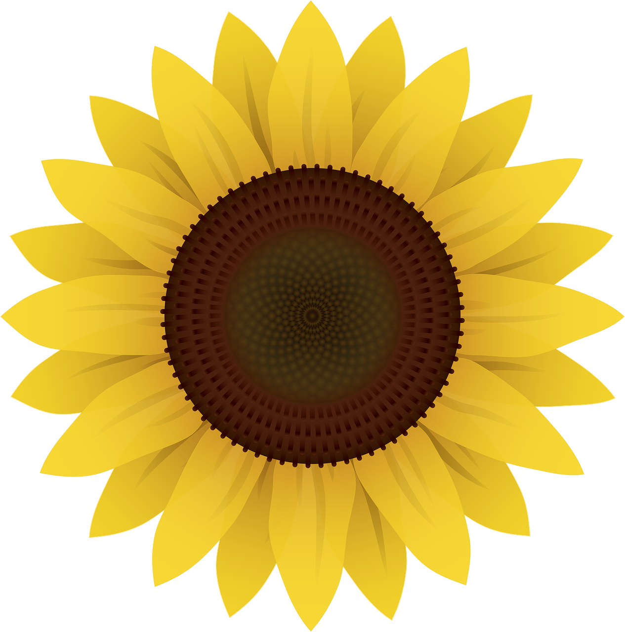 Flower Flower wallpaper Sunflower