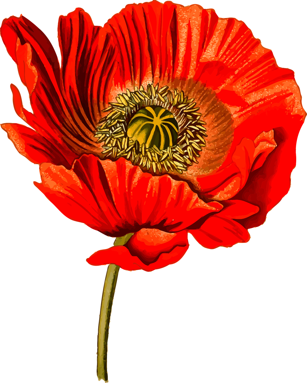 Floral Flower Herbal