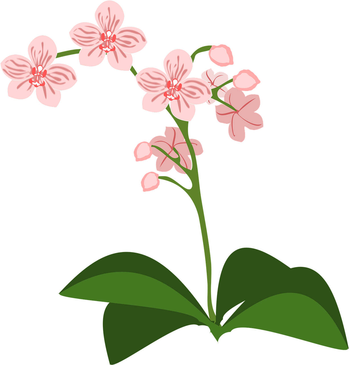 Clip art Flower wallpaper Flor