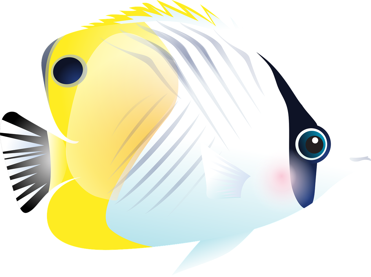 Fish Tropical fish Ocean