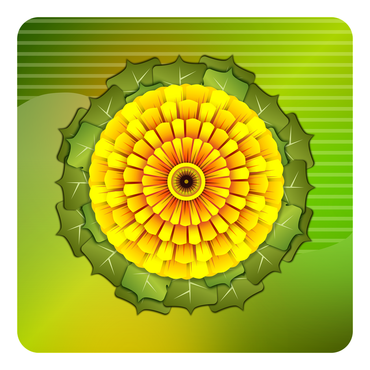 Sunflower Flower Bloom