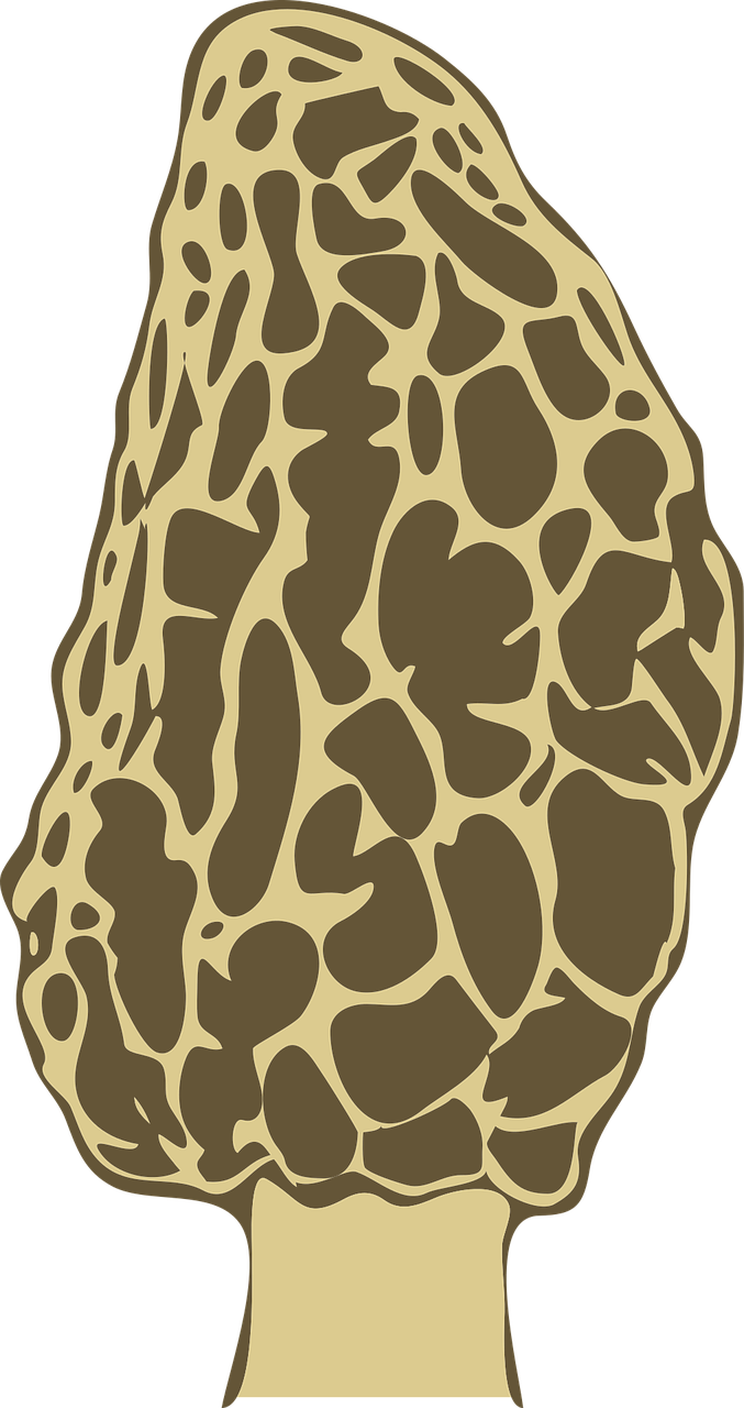 Fungi Morel Mushroom Stickdatei