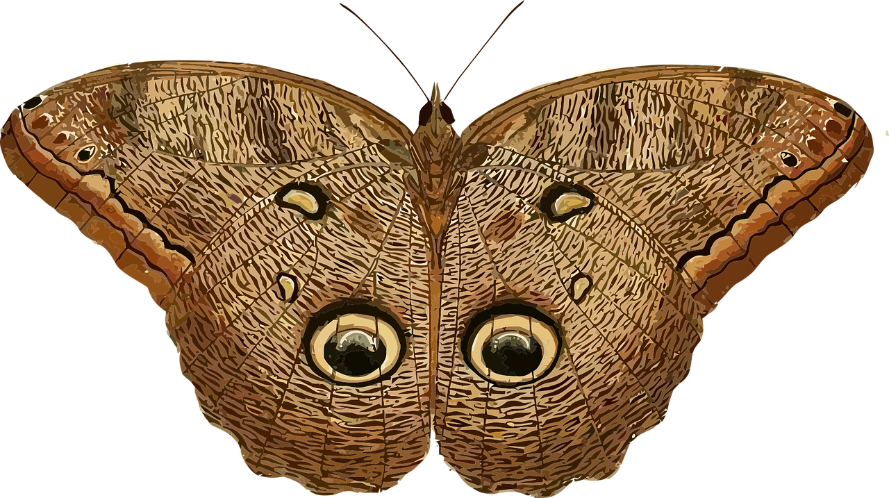 Animal Butterfly Insect Stickdatei – Tiere