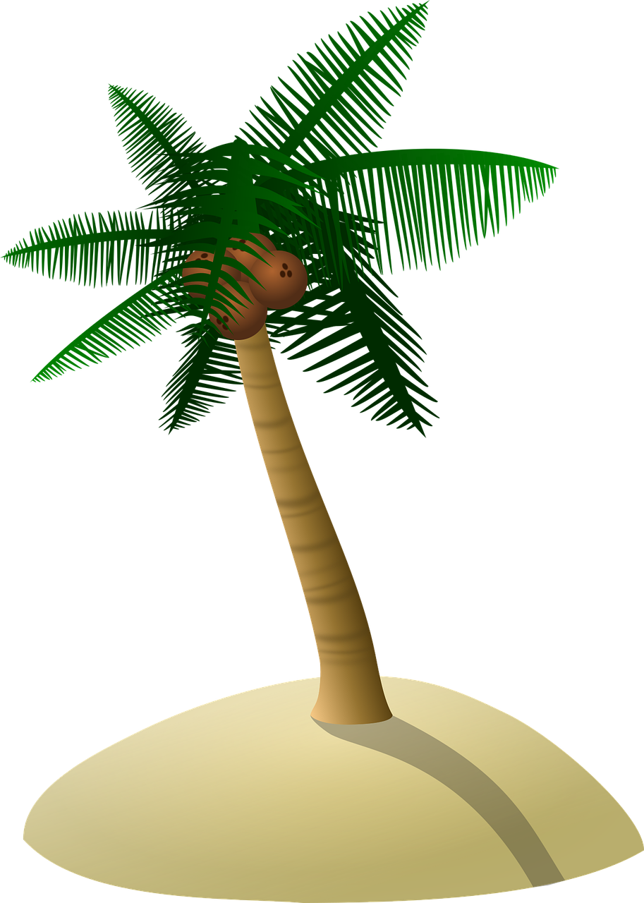 Coconut tree Palm tree Dune