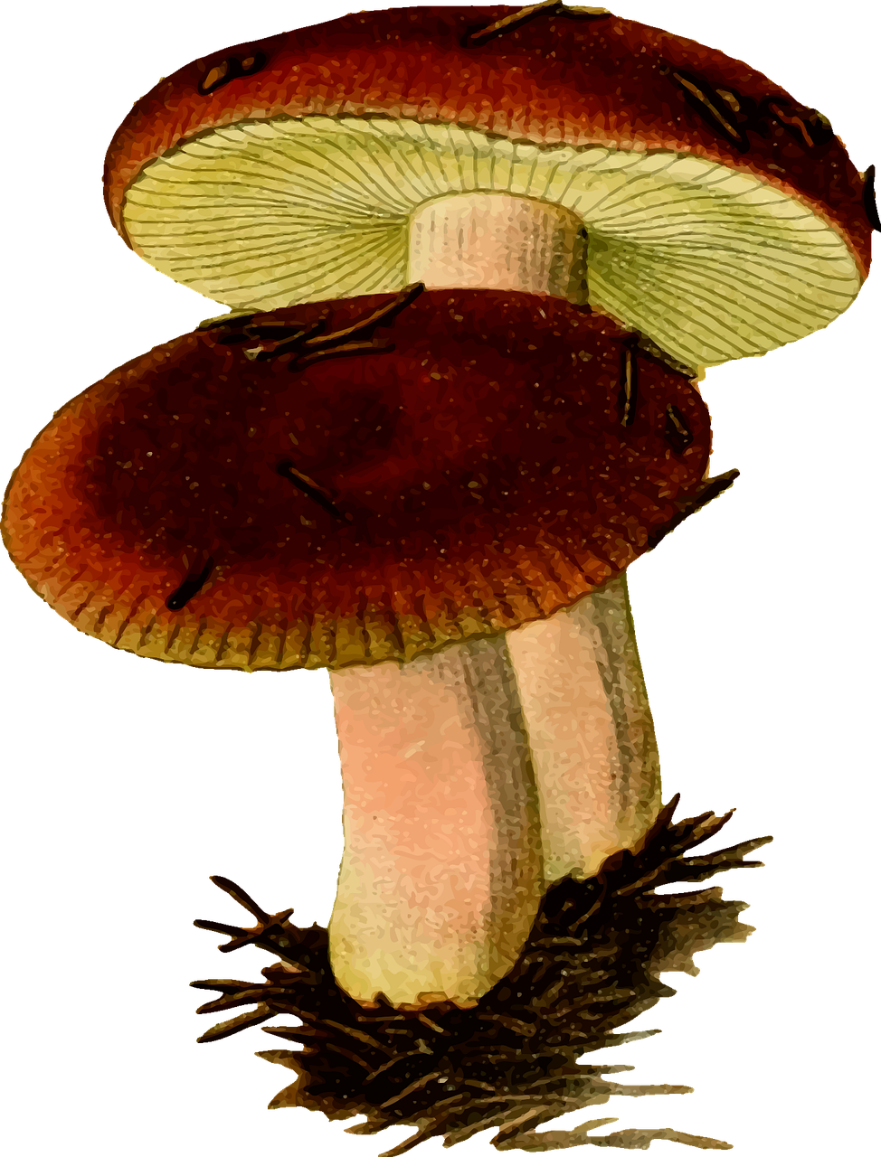 Fungi Fungus Mushroom Stickdatei – Natur