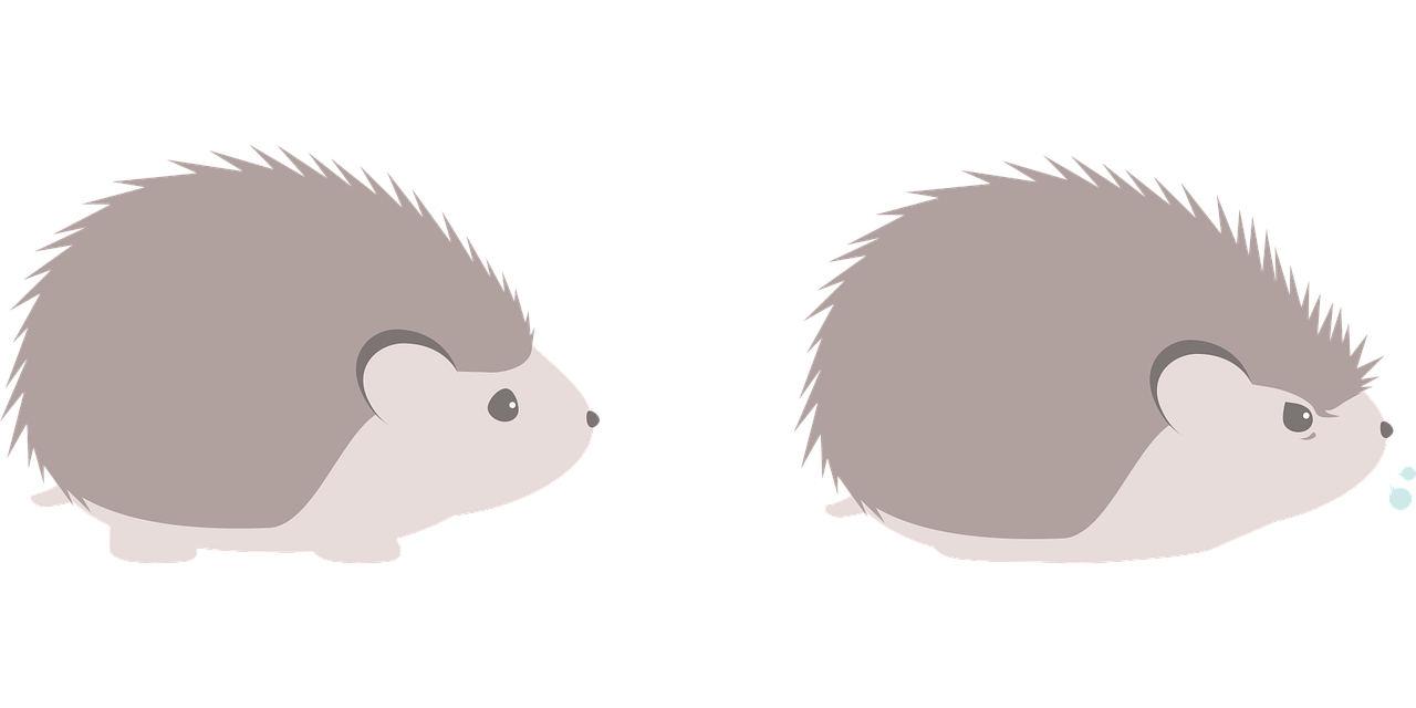 Hedgehog Animal Nature