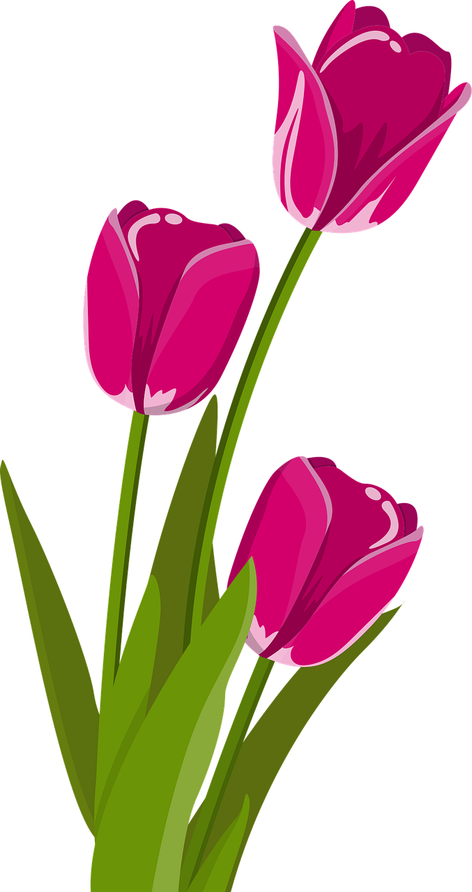 Tulips Flower wallpaper Flowers