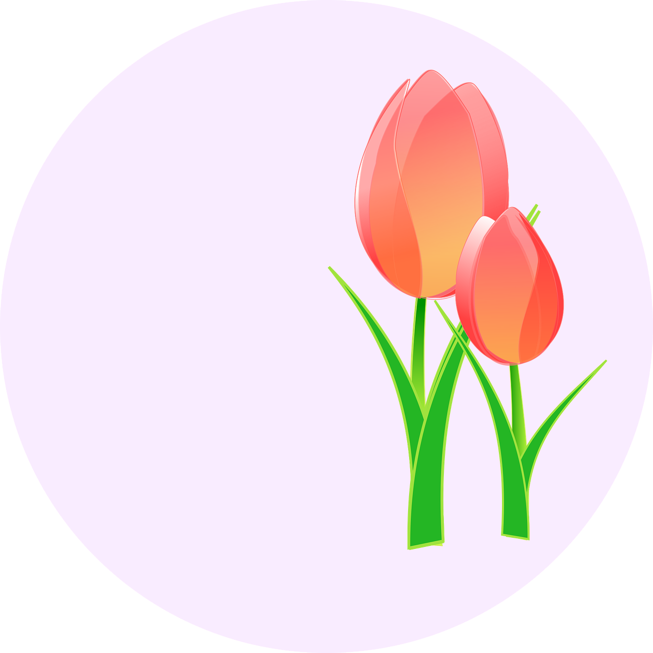 Tulips Flower Nature