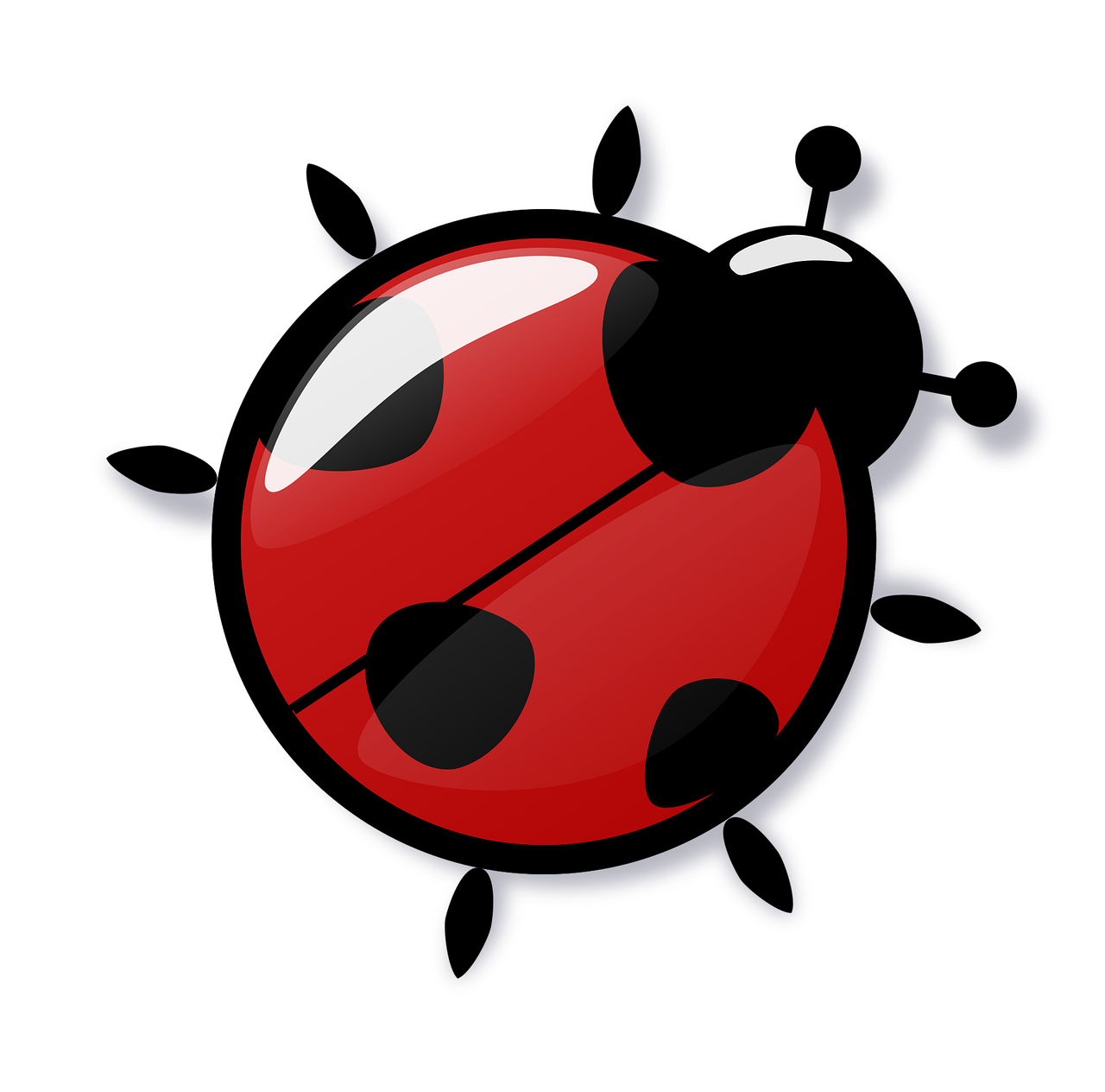 Ladybug Red Reflection