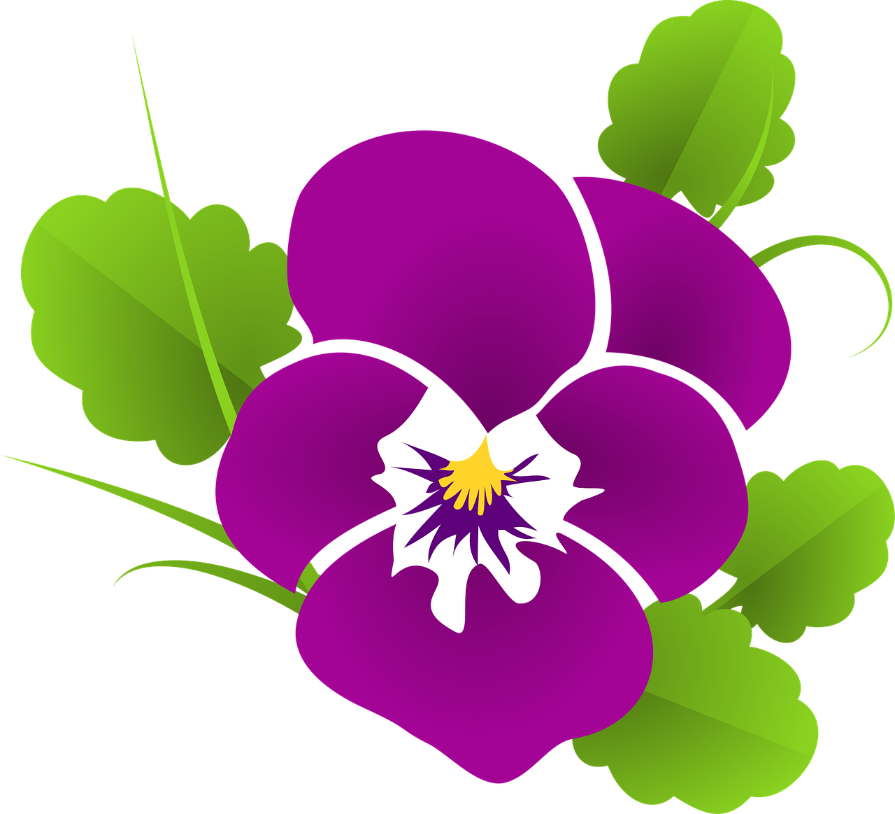Pansy Violet Viola
