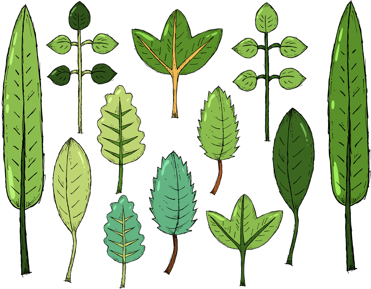 Leaves Foliage Drawing