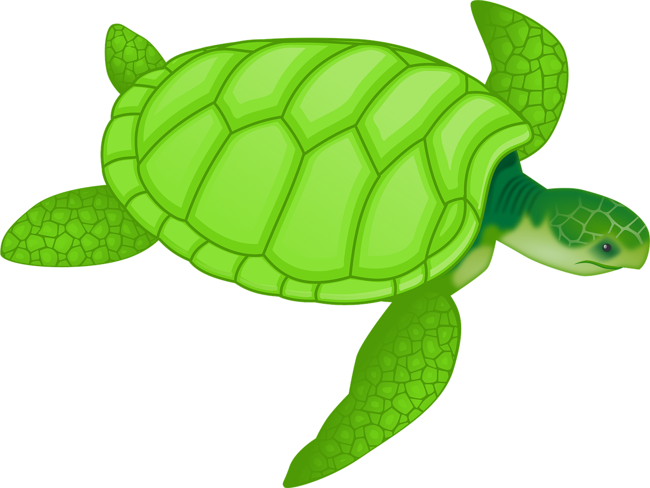 Animal Turtle Wildlife