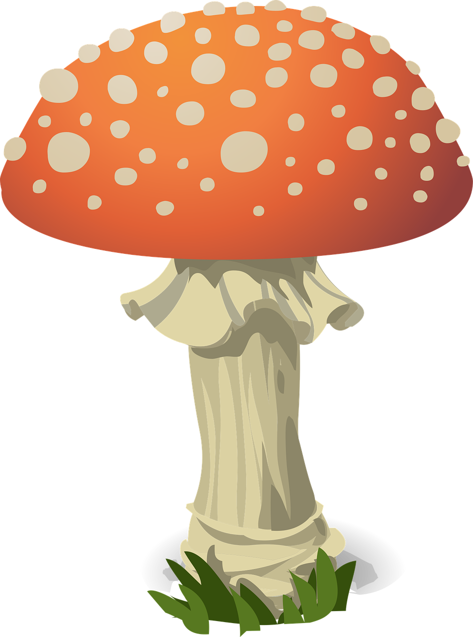 Mushroom Fly agaric Red