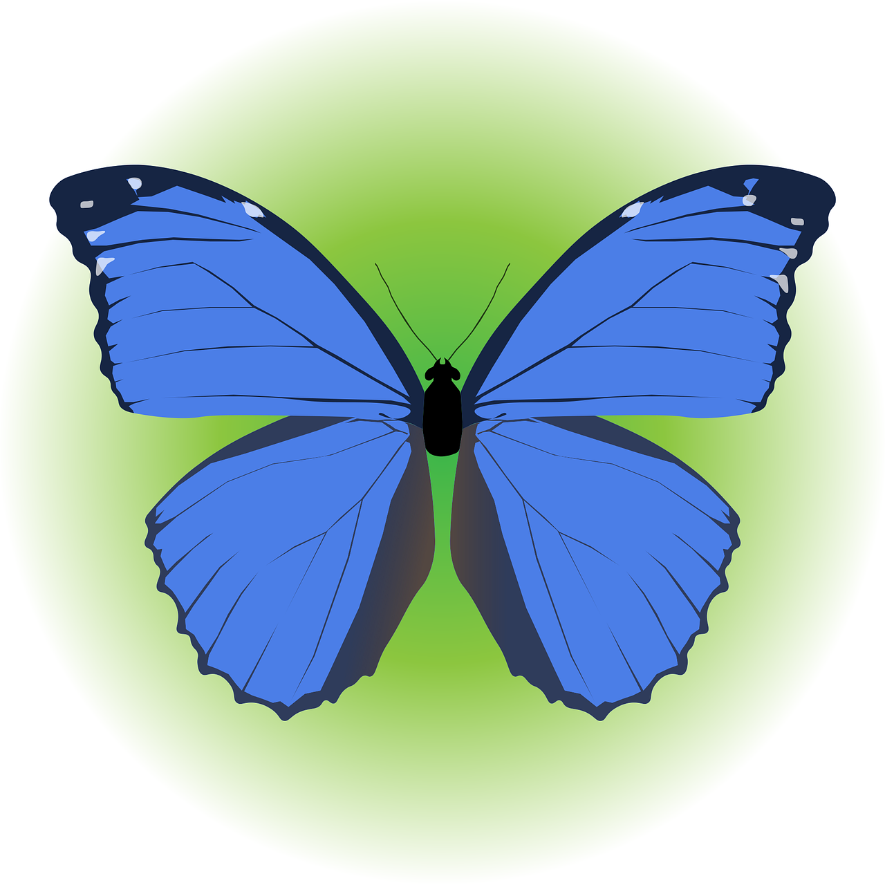Butterfly Morpho butterfly Insect