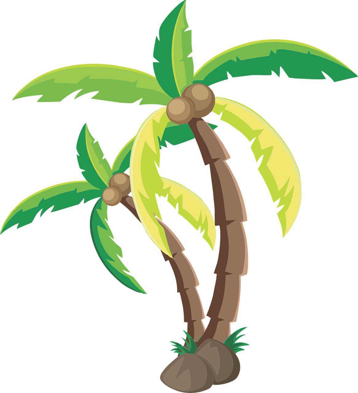 Coconut Palm tree Coconut tree