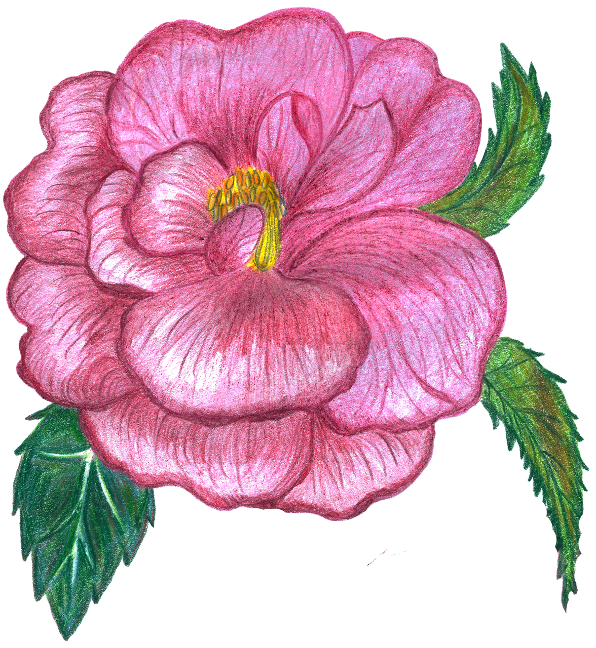 Rose Flower background Flower