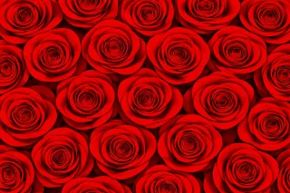 Red roses Rose pattern Seamless pattern Stickdatei
