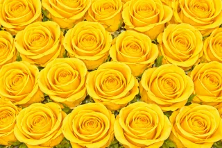 Yellow roses Rose pattern Floral background Stickdatei