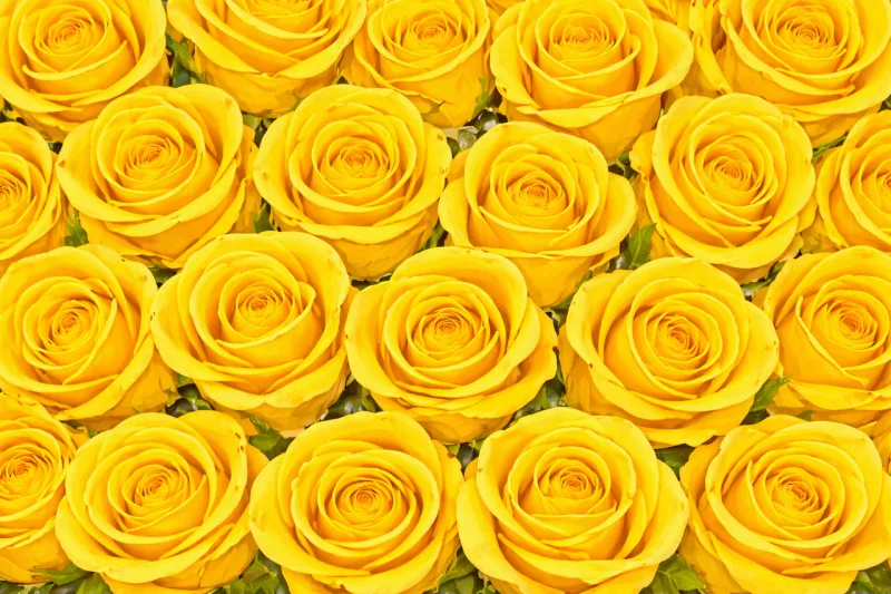 Yellow roses Rose pattern Floral background Stickdatei – Blumen