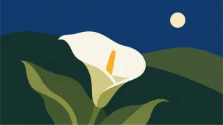 Flower Calla lily Nature Stickdatei