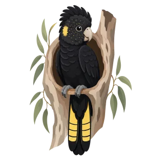 Cockatoo Black cockatoo Bird Stickdatei