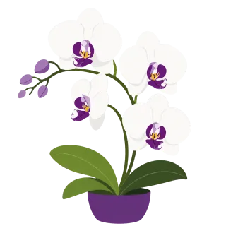 Orchid Purple White Stickdatei