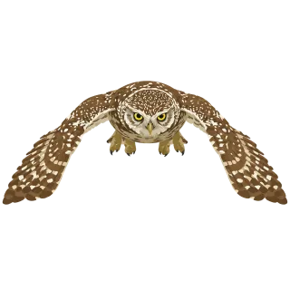 Owl Little owl Bird of prey Stickdatei