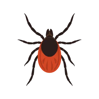Tick Parasite Arthropod Stickdatei