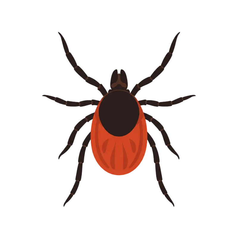 Tick Parasite Arthropod Stickdatei – Tiere