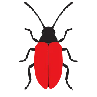 Beetle Red Black Stickdatei