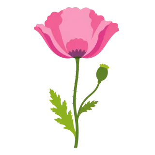 Poppy Pink flower Botanical Stickdatei