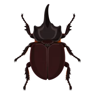 Rhinoceros beetle Beetle Insect illustration Stickdatei