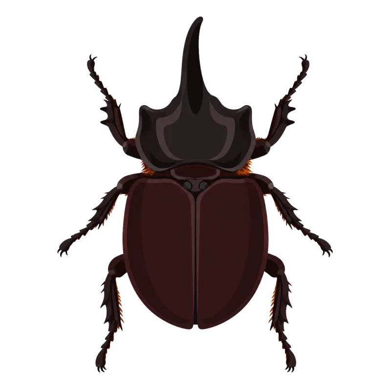 Rhinoceros beetle Beetle Insect illustration Stickdatei – Tiere
