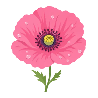 Pink poppy Delicate petals Seed capsule Stickdatei
