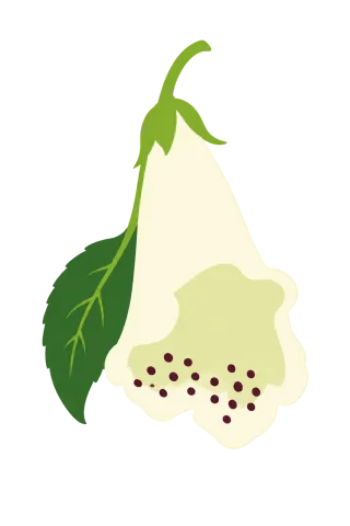 Flower White Animation Stickdatei