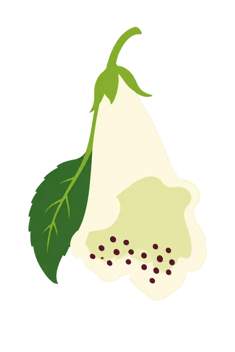 Flower White Animation Stickdatei – Weihnachten