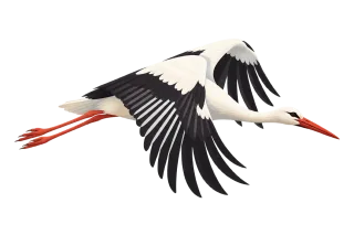 White stork Flying bird Black and white bird Stickdatei