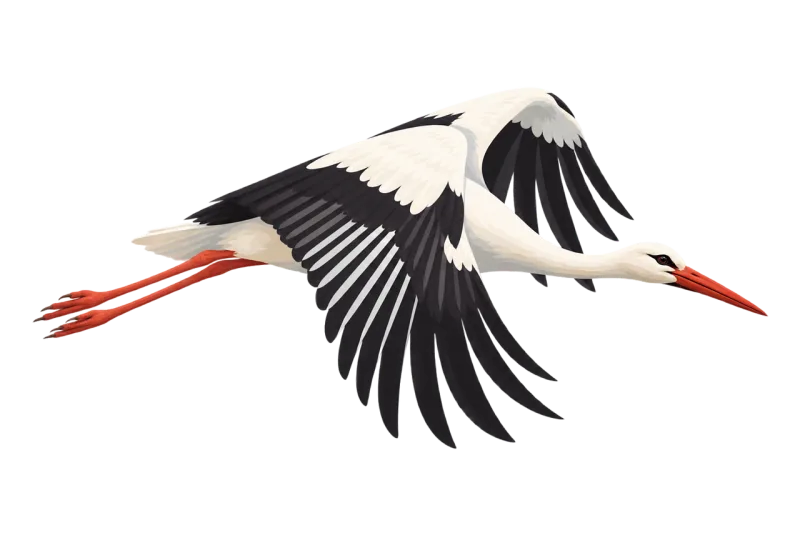 White stork Flying bird Black and white bird Stickdatei – Tiere