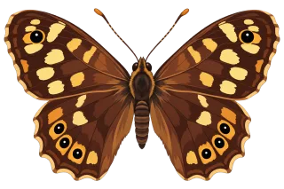 Brown butterfly Eyespots on wings Natural pattern Stickdatei