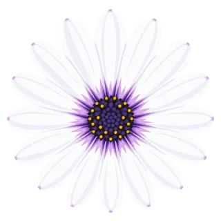 African daisy White flower Purple center Stickdatei – Blumen