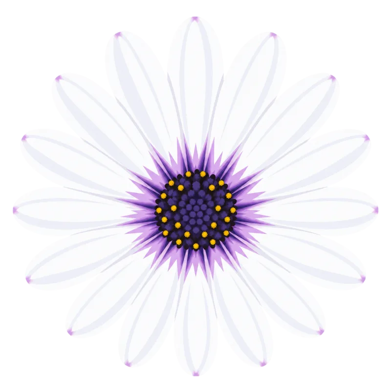 African daisy White flower Purple center Stickdatei – Blumen