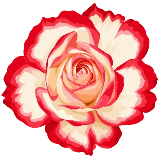 Bicolor rose Romantic flower Red rose Stickdatei – Blumen