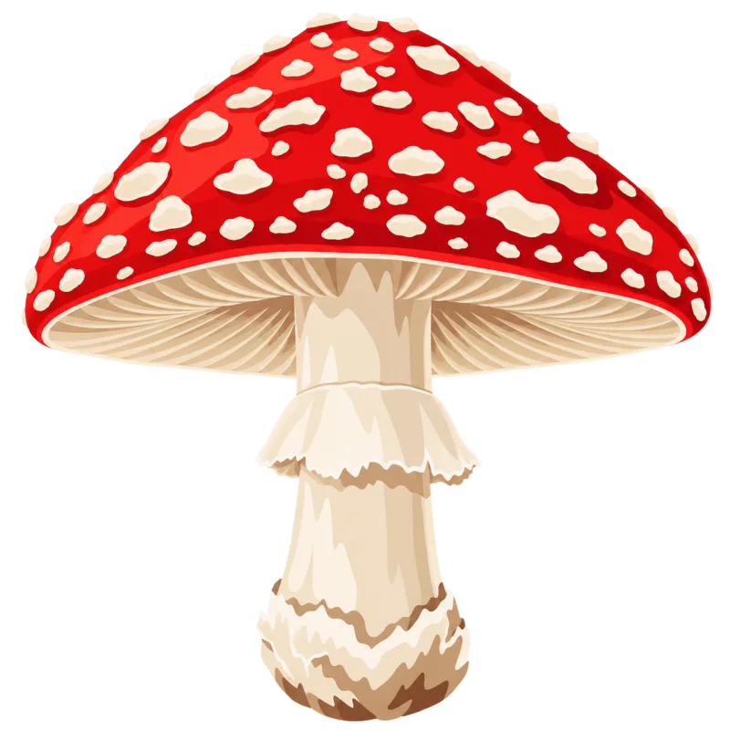 Fly agaric Poisonous mushroom Red cap Stickdatei – Natur