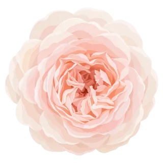 Pink peony Peony flower Pastel flower Stickdatei – Blumen
