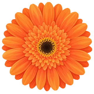 Orange gerbera Gerbera flower Orange flower Stickdatei – Blumen