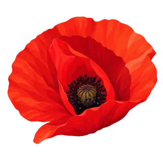 Red poppy Flower Corn poppy Stickdatei – Blumen
