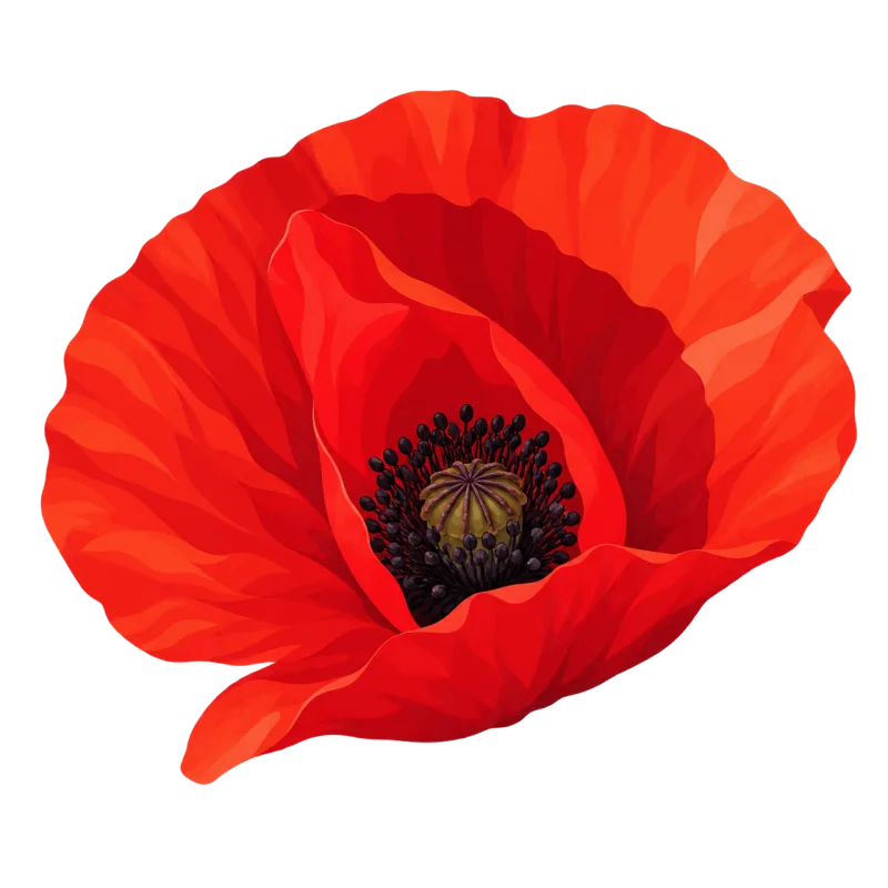 Red poppy Flower Corn poppy Stickdatei – Blumen