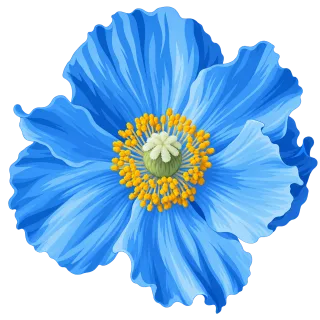 Blue poppy Himalayan blue poppy Flower Stickdatei – Blumen