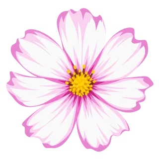 Pink cosmos Cosmos flower Pink and white flower Stickdatei – Blumen