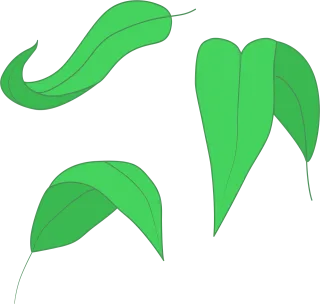 Green leaf Leaf illustration Minimalist design Stickdatei – Natur